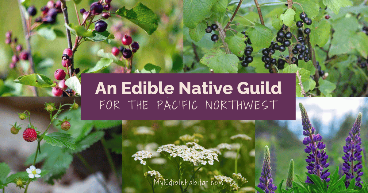 An Edible Native Plant Guild for the Pacific Northwest