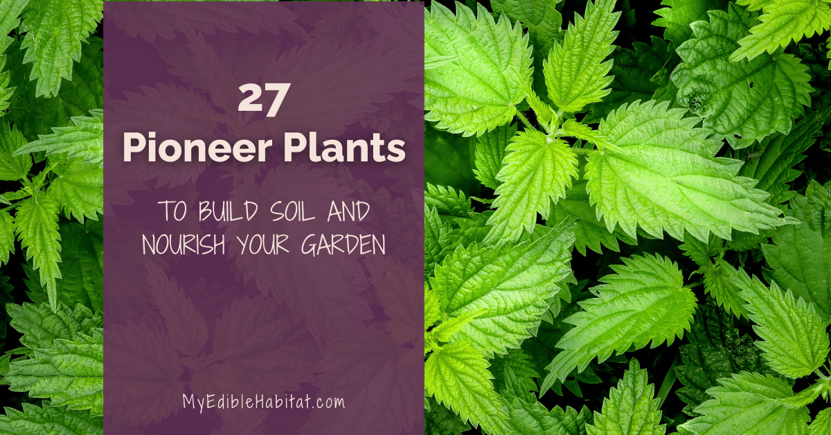 27 Powerful Pioneer Plants (That Build Soil and Nourish Your Garden)