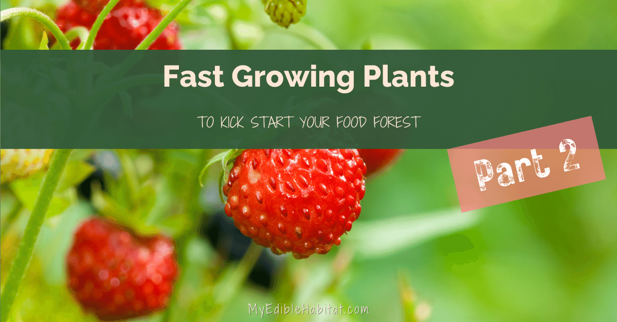 5 More Fast Growing Plants to Quickly Establish Your Forest Garden