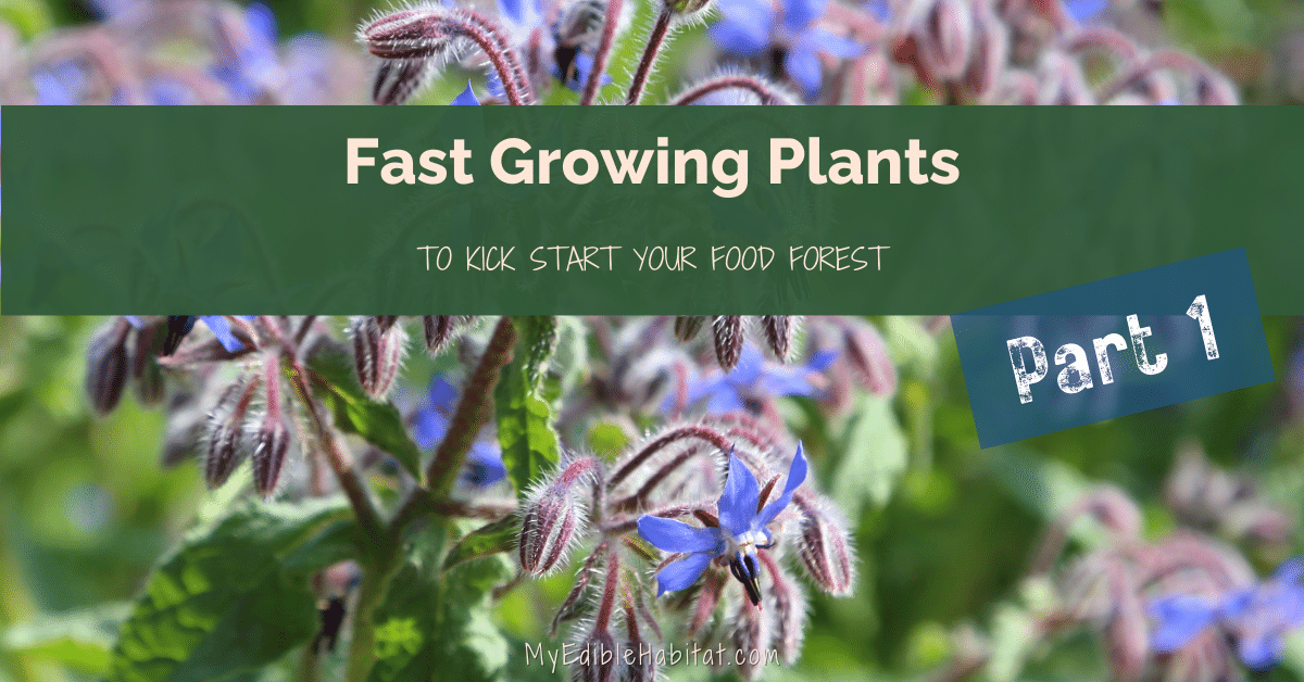 Five Fantastic Fast-Growing Plants to Kick-Start Your Food Forest