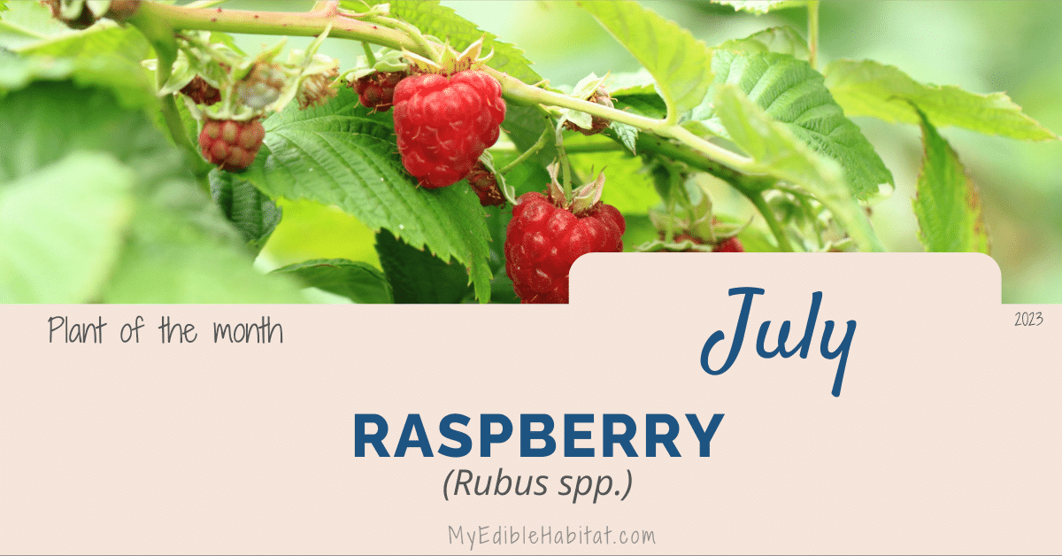 Growing Raspberries, the Ruby of the Permaculture Garden